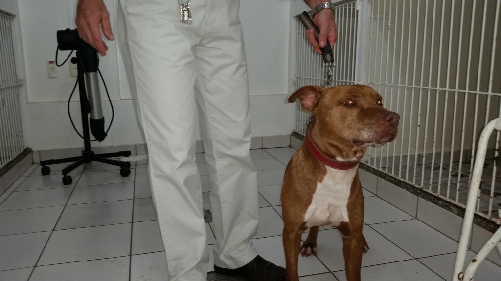 Pit Bull encontrado dia 20/03 em Barão Geraldo (Campinas/SP)