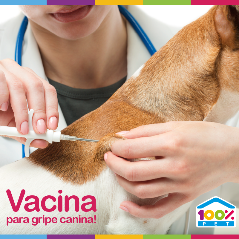 Vacine seu cão contra a gripe canina.
